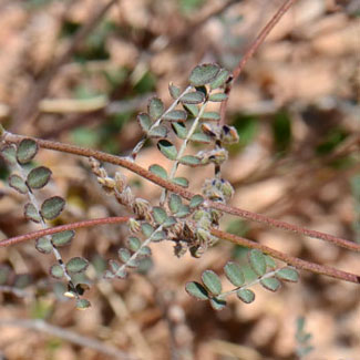 Marina parryi, Parry's False Prairie-clover, Southwest Desert Flora